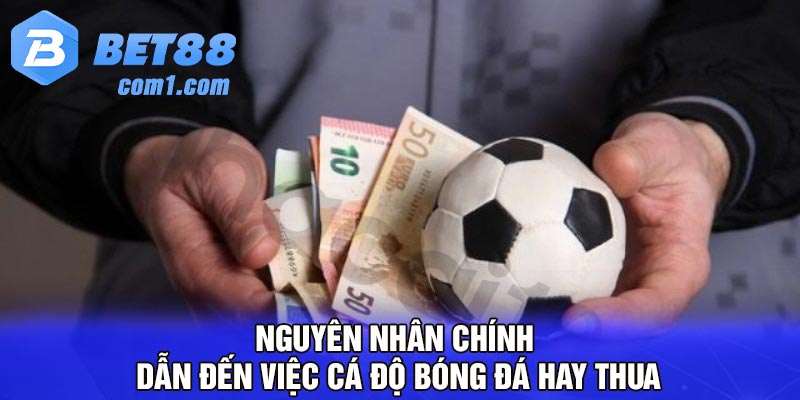 Nguyên nhân chính dẫn đến việc cá độ bóng đá hay thua